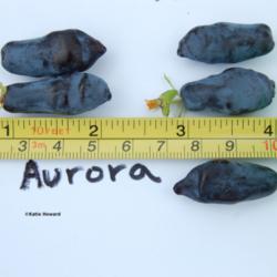 Location: The Honeyberry Farm, Bagley, MN
Date: 2015-06-28
Aurora honeyberries from 2 year old bush measure over an inch lon