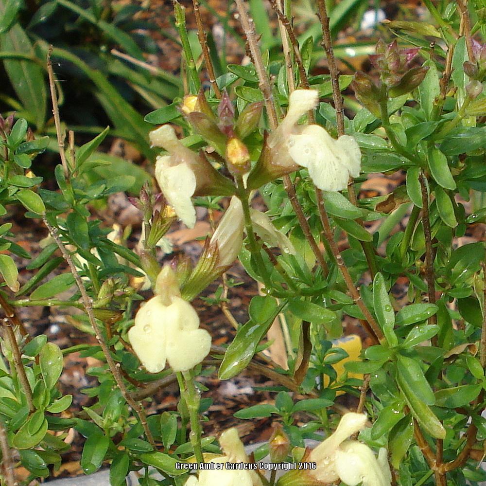 Photo of Salvia (Salvia x jamensis 'Golden Girl') uploaded by lovemyhouse