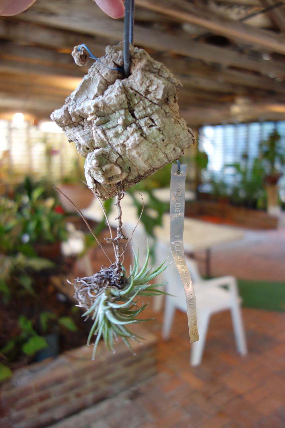 Photo of Air Plant (Tillandsia ionantha) uploaded by mellielong