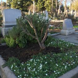 Location: Hamilton Square Perennial Garden, Historic City Cemetery, Sacramento CA.
Date: 2016-01-27
Just transplanted half of the rose to this location with all whit