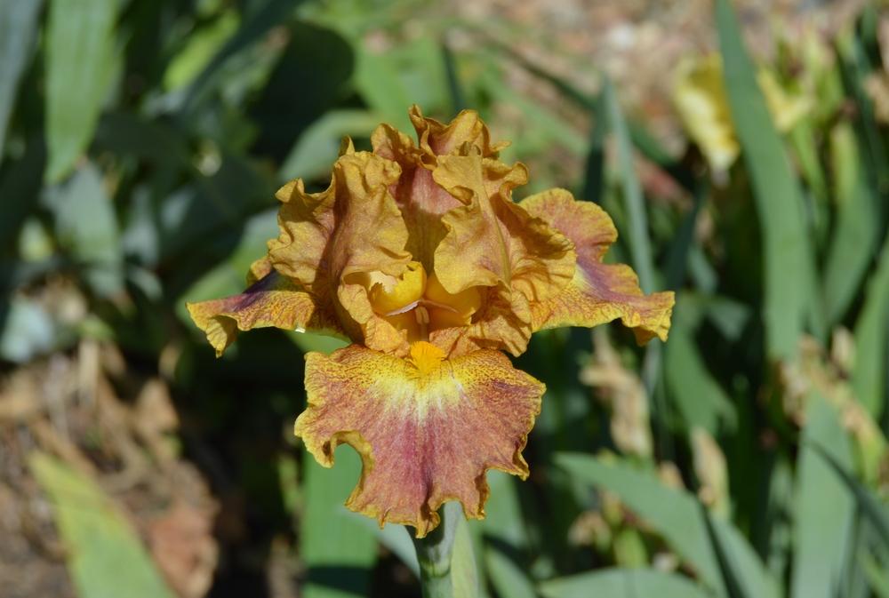 Photo of Intermediate Bearded Iris (Iris 'Apple Crisp') uploaded by KentPfeiffer