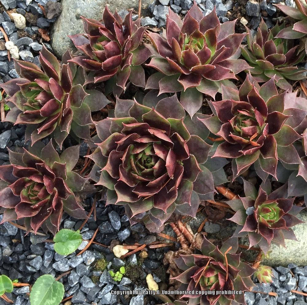 Photo of Hen and Chicks (Sempervivum 'Killer') uploaded by Patty