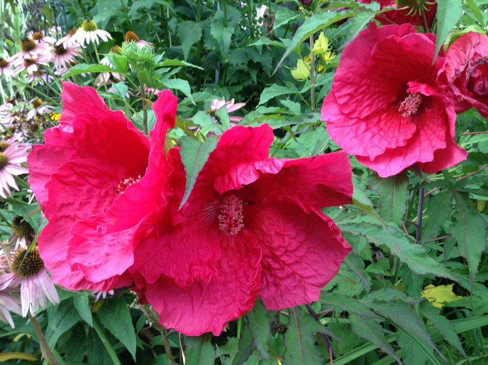 Photo of Hybrid Hardy Hibiscus (Hibiscus 'Plum Fantasy') uploaded by acer5050