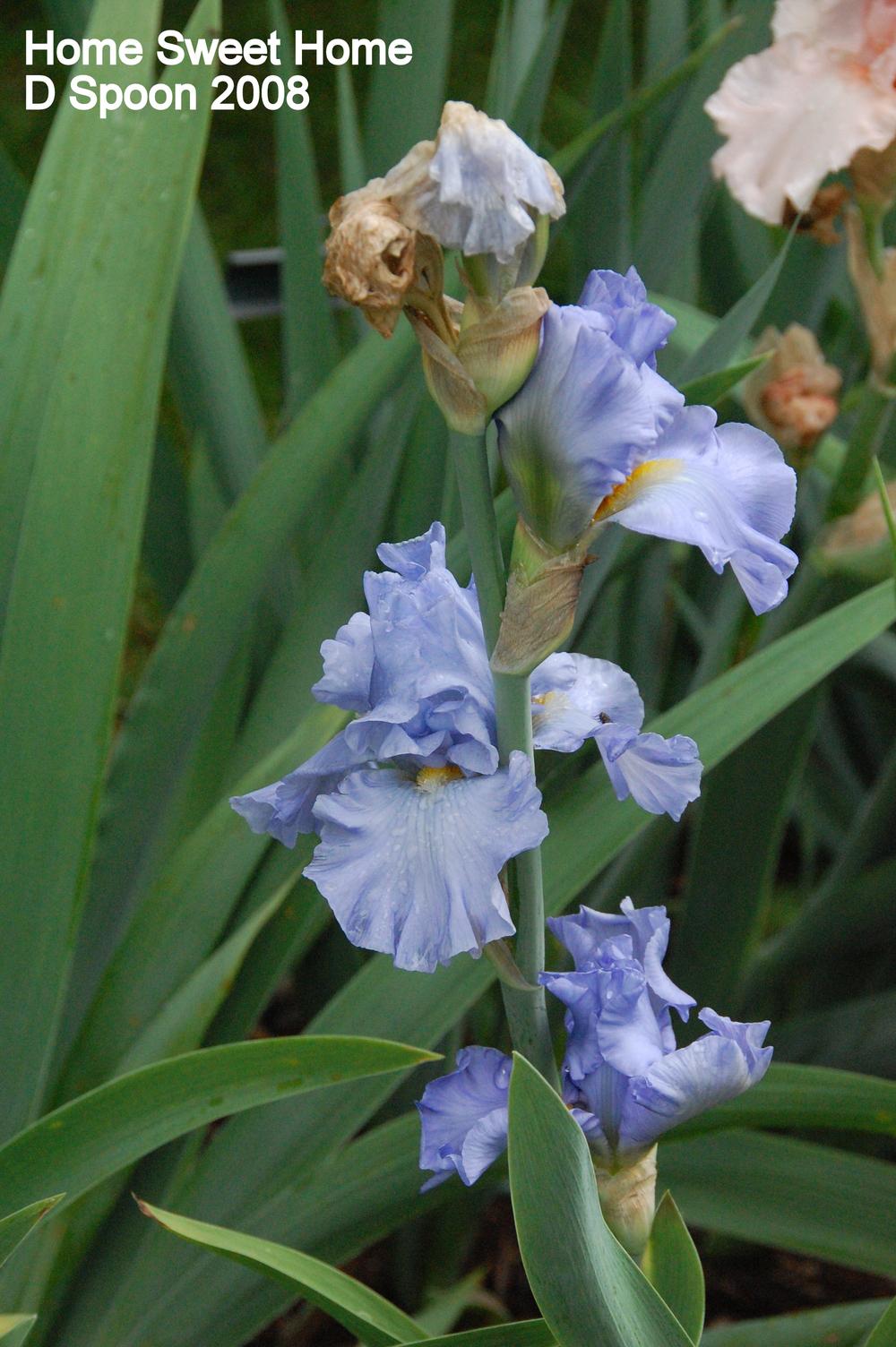 Photo of Tall Bearded Iris (Iris 'Home Sweet Home') uploaded by coboro