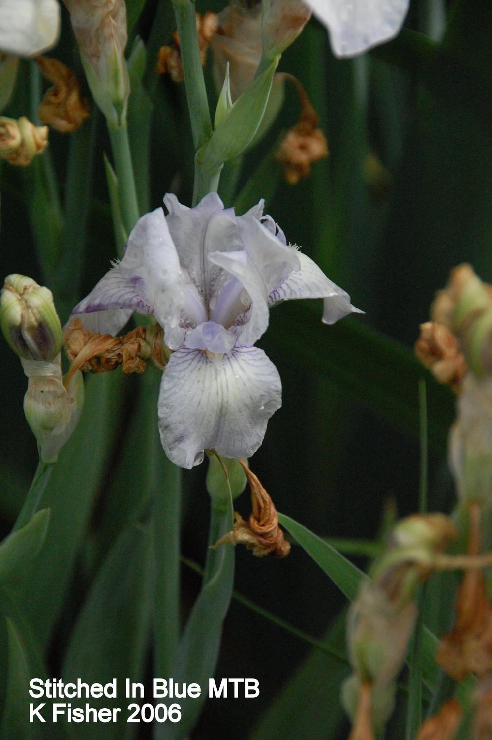 Photo of Miniature Tall Bearded Iris (Iris 'Stitched in Blue') uploaded by coboro
