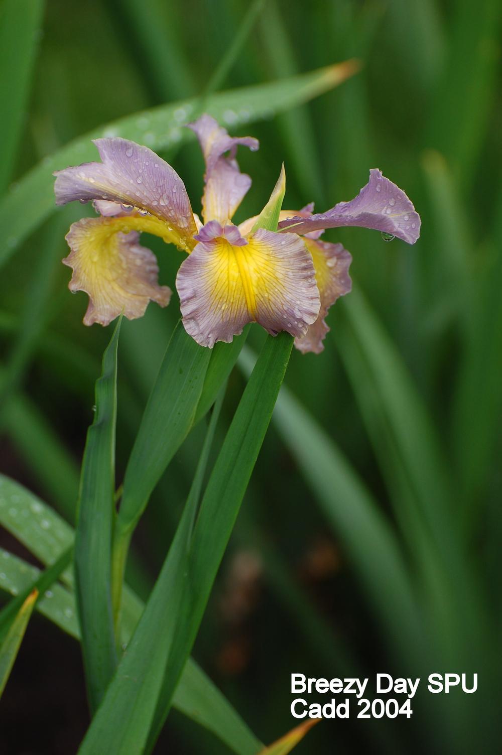 Photo of Spuria Iris (Iris 'Breezy Day') uploaded by coboro
