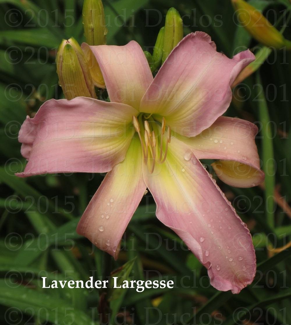 Photo of Daylily (Hemerocallis 'Lavender Largesse') uploaded by jnduclos