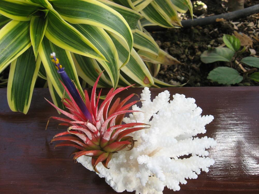 Photo of Air Plant (Tillandsia ionantha) uploaded by plantmanager