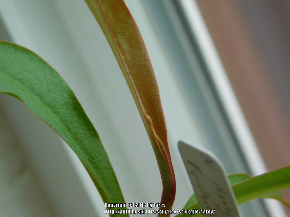 Photo of Pitcher Plant (Nepenthes) uploaded by tarev