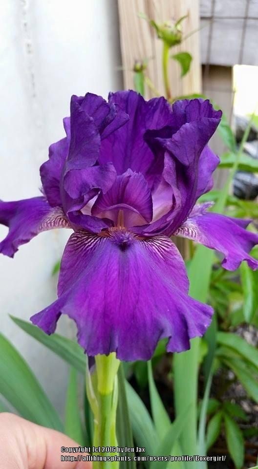 Photo of Intermediate Bearded Iris (Iris 'October Storm') uploaded by Boxergirl