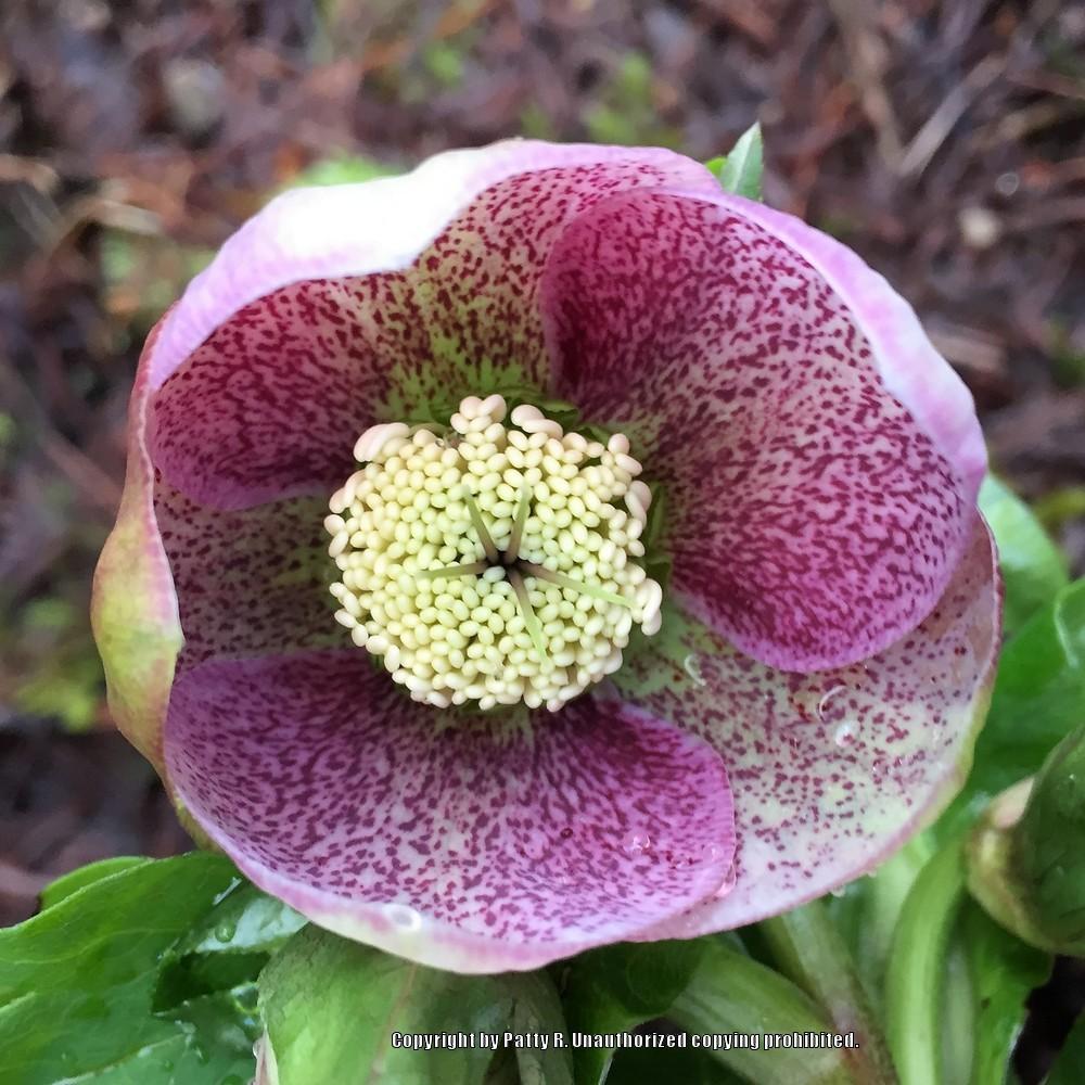 Photo of Hellebores (Helleborus) uploaded by Patty
