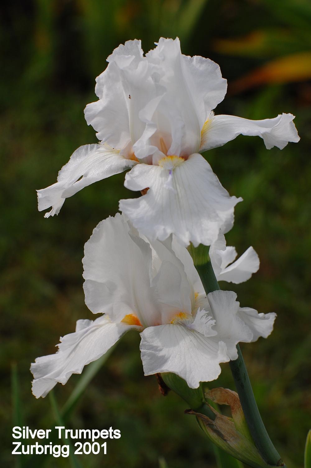 Photo of Tall Bearded Iris (Iris 'Silver Trumpets') uploaded by coboro