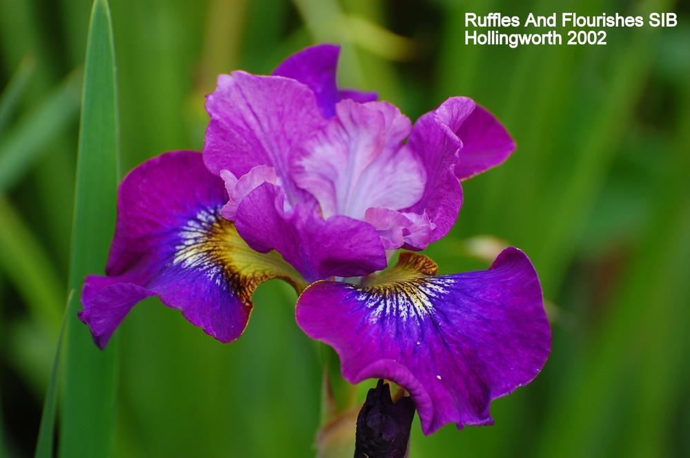 Photo of Siberian Iris (Iris 'Ruffles and Flourishes') uploaded by coboro