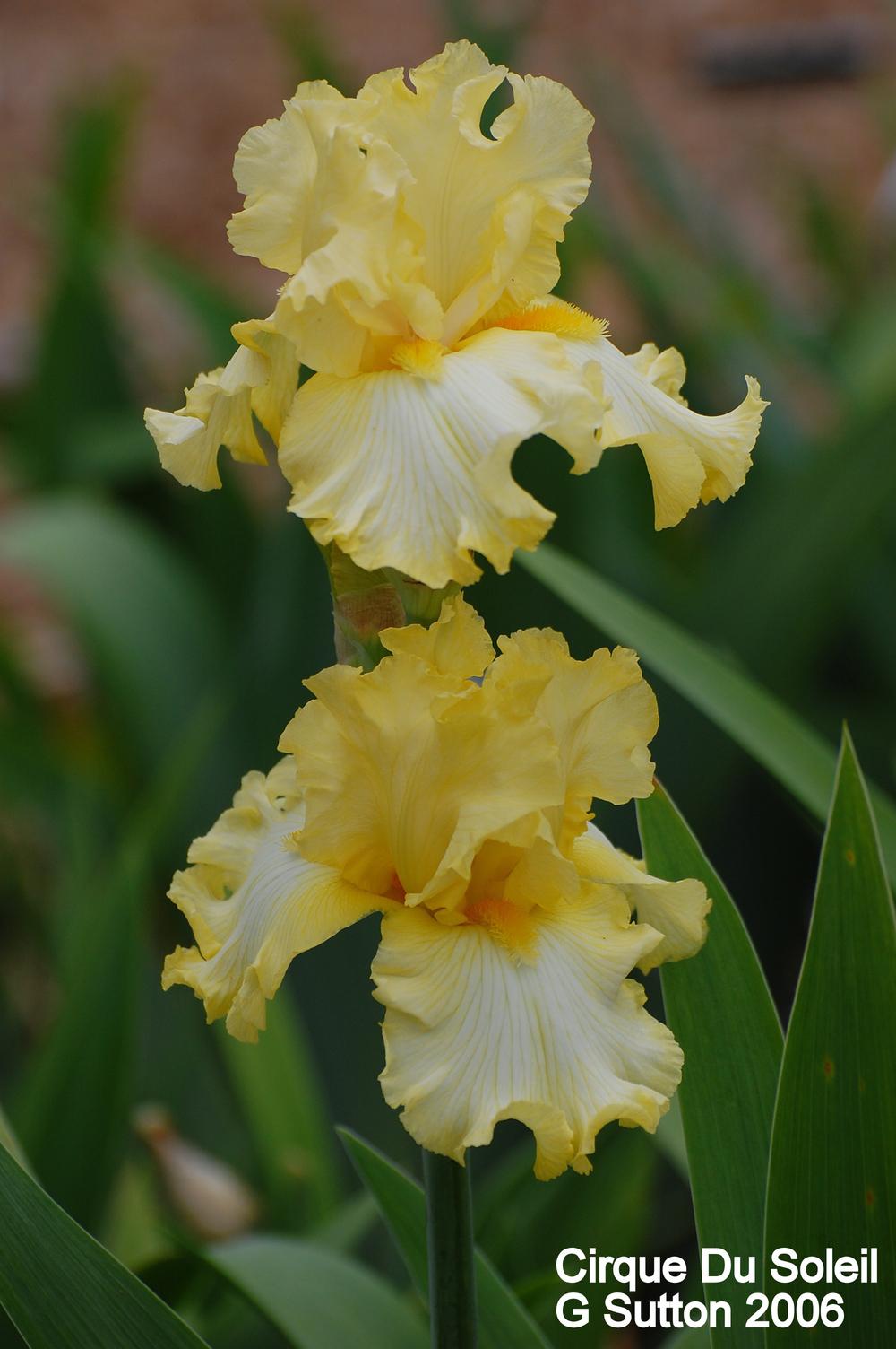Photo of Tall Bearded Iris (Iris 'Cirque du Soleil') uploaded by coboro