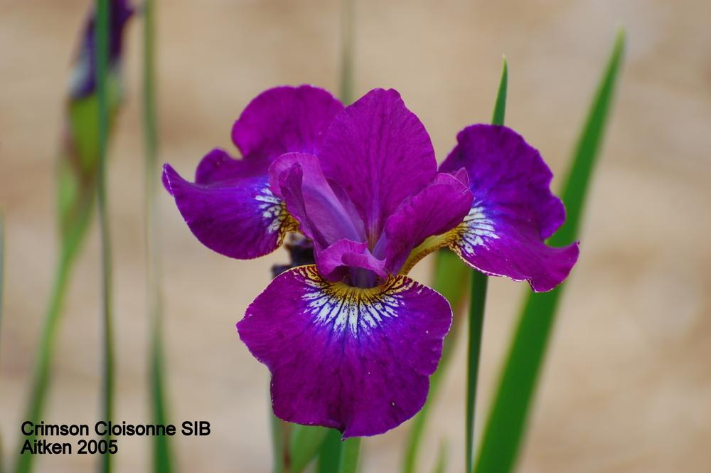 Photo of Siberian Iris (Iris 'Crimson Cloisonné') uploaded by coboro