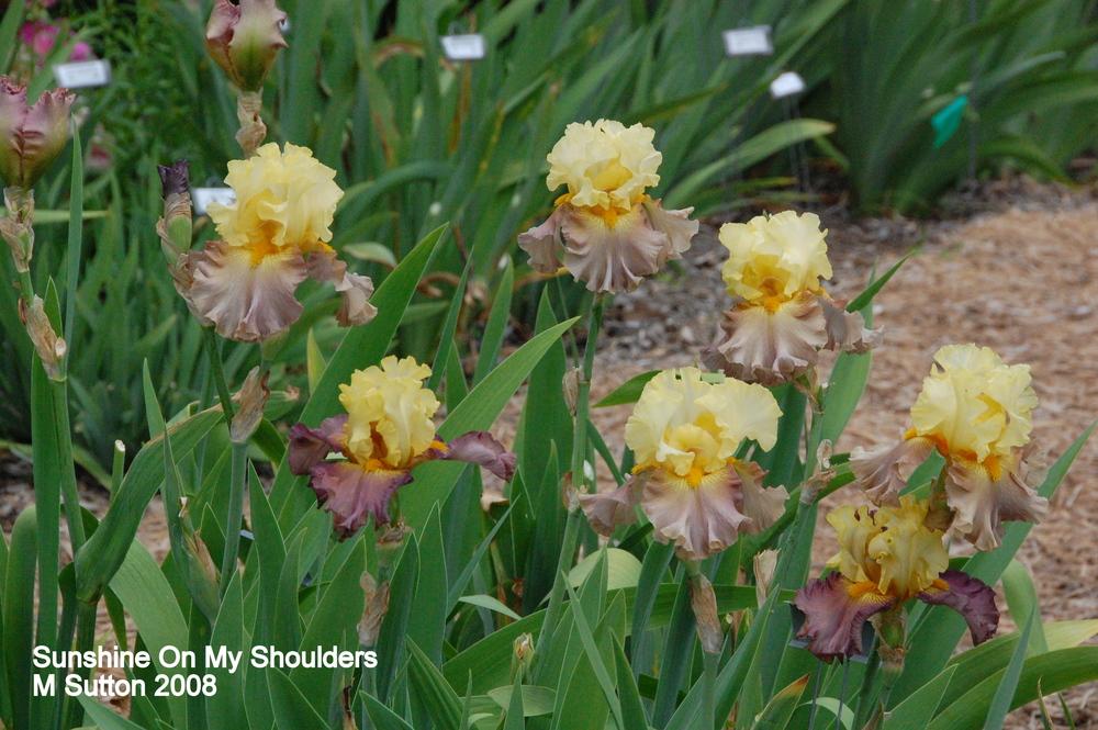 Photo of Tall Bearded Iris (Iris 'Sunshine on My Shoulders') uploaded by coboro