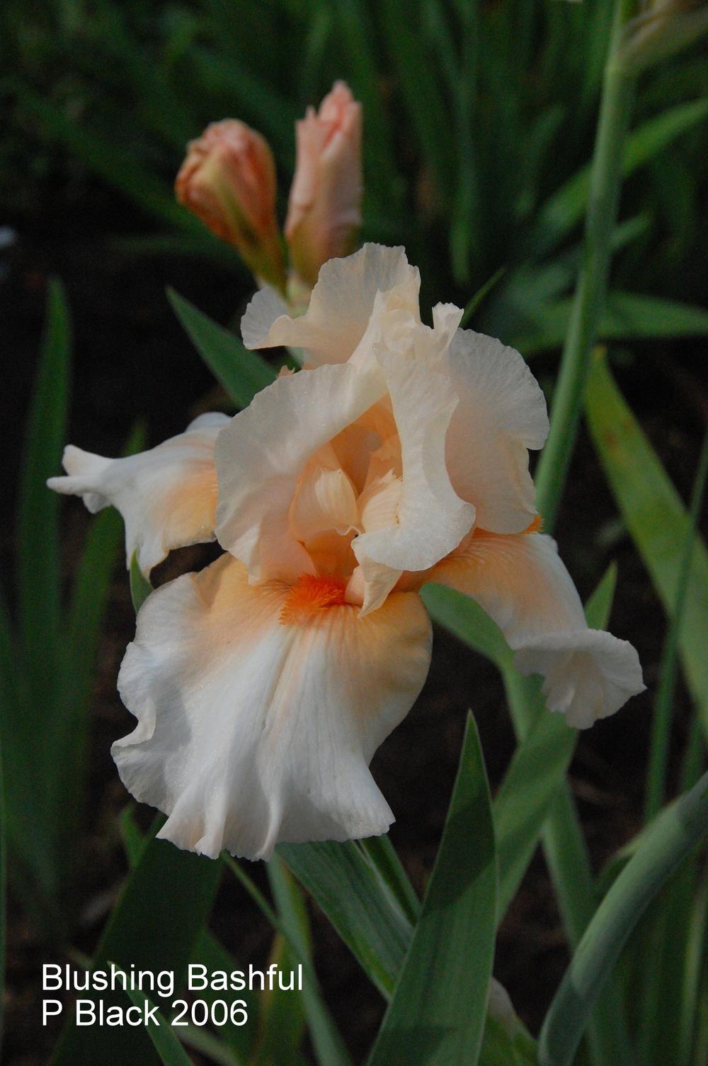 Photo of Tall Bearded Iris (Iris 'Blushing Bashful') uploaded by coboro