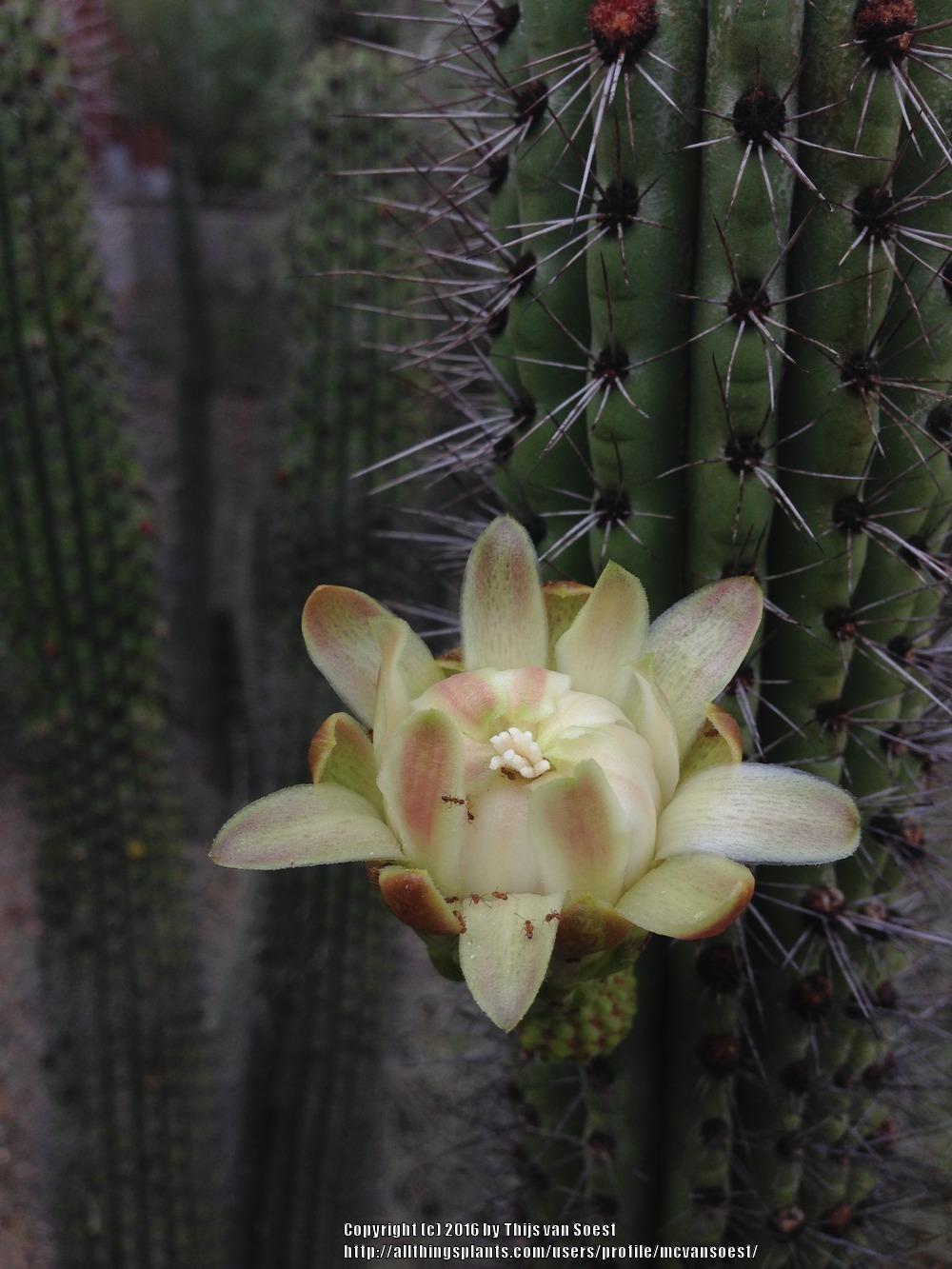 Photo of Organ Pipe Cactus (Stenocereus thurberi) uploaded by mcvansoest