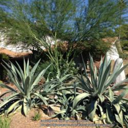 Location: Mesa, AZ.
Date: 2014-10-11
Mature sized Agave weberi ~6-7 feet tall, 10-12' wide. The plant 