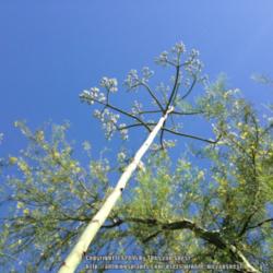 Location: Mesa, AZ.
Date: 2014-06-14
A shot upwards along the flower stalk of an Agave weberi