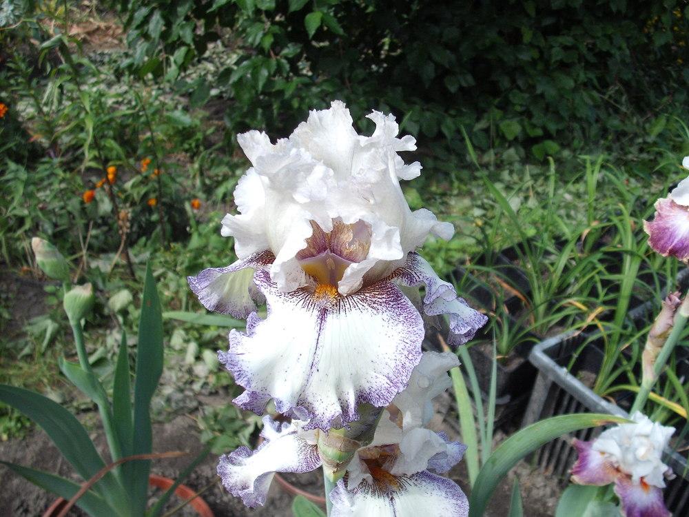 Photo of Tall Bearded Iris (Iris 'Brushwork') uploaded by pasla3