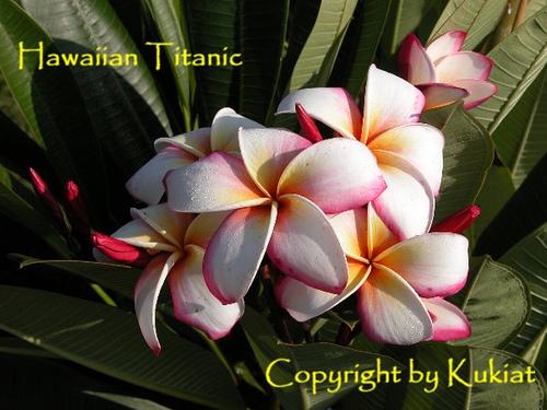 Photo of Plumeria (Plumeria rubra 'Hawaiian Titanic') uploaded by Dutchlady1