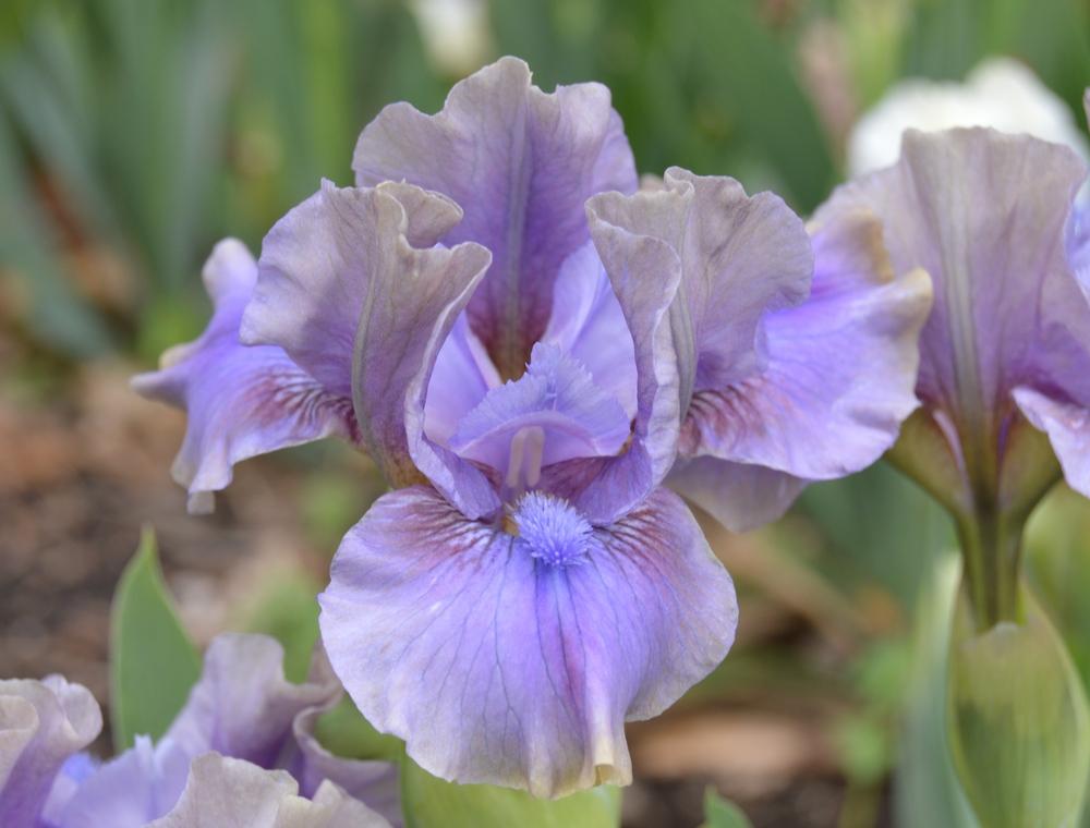 Photo of Standard Dwarf Bearded Iris (Iris 'Inner Space') uploaded by KentPfeiffer