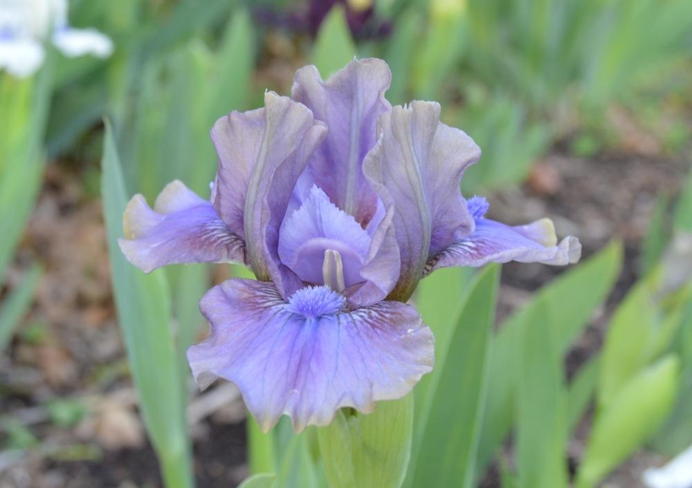 Photo of Standard Dwarf Bearded Iris (Iris 'Inner Space') uploaded by KentPfeiffer