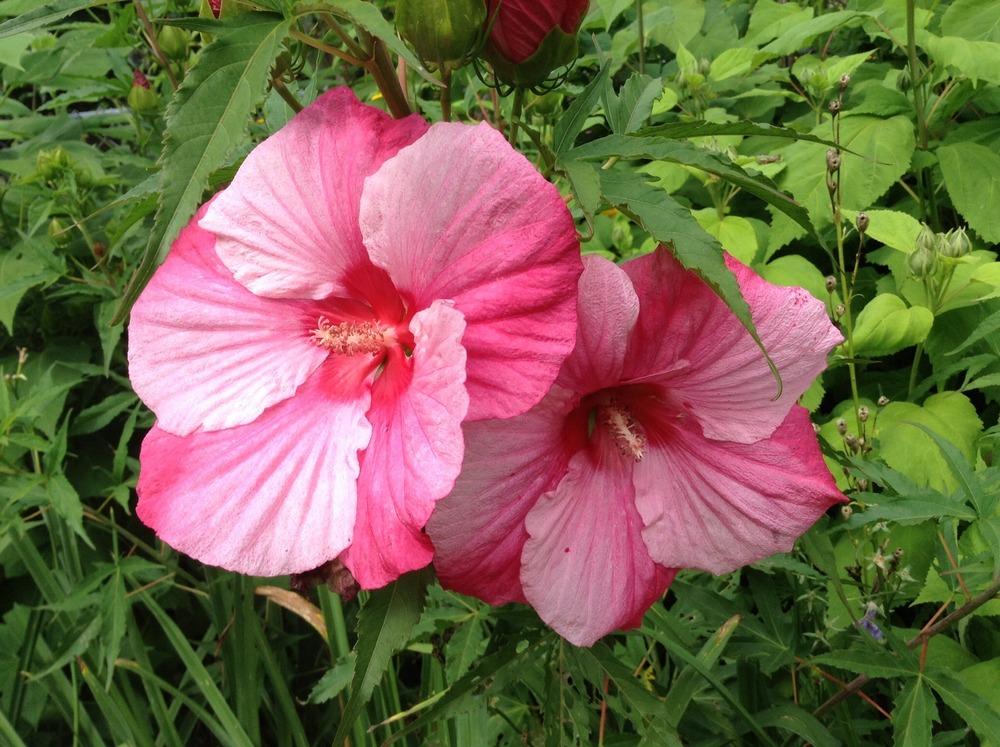 Photo of Hybrid Hardy Hibiscus (Hibiscus 'Turn of the Century') uploaded by acer5050