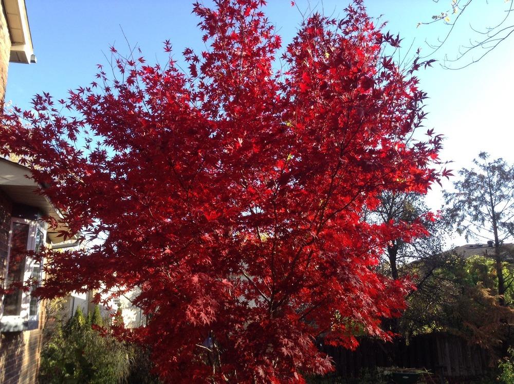 Photo of Japanese Maple (Acer palmatum var. amoenum 'Bloodgood') uploaded by acer5050
