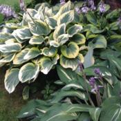 Top left taking up most of the picture is Hosta 'Forest Fire' wit