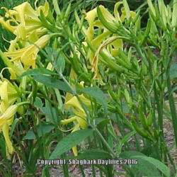 Location: Central Ohio, zone 5/6
Date: June 2000
Old photo, but look at the scapes on this clump. Lovely bud count