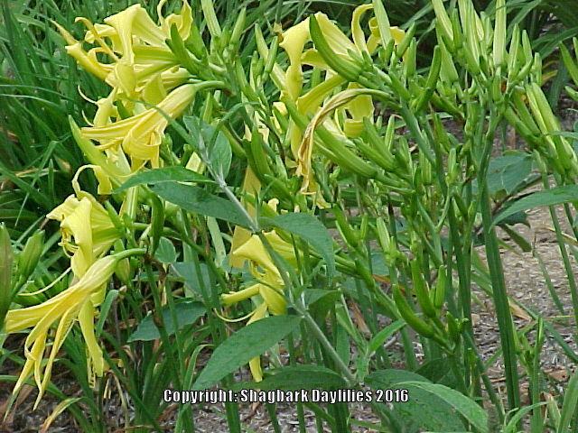 Photo of Daylily (Hemerocallis 'Rococo') uploaded by daylily
