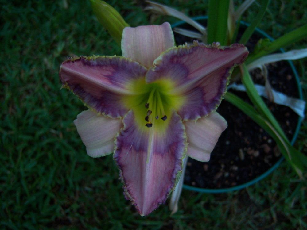Photo of Daylily (Hemerocallis 'Create Your Dream') uploaded by drgulley