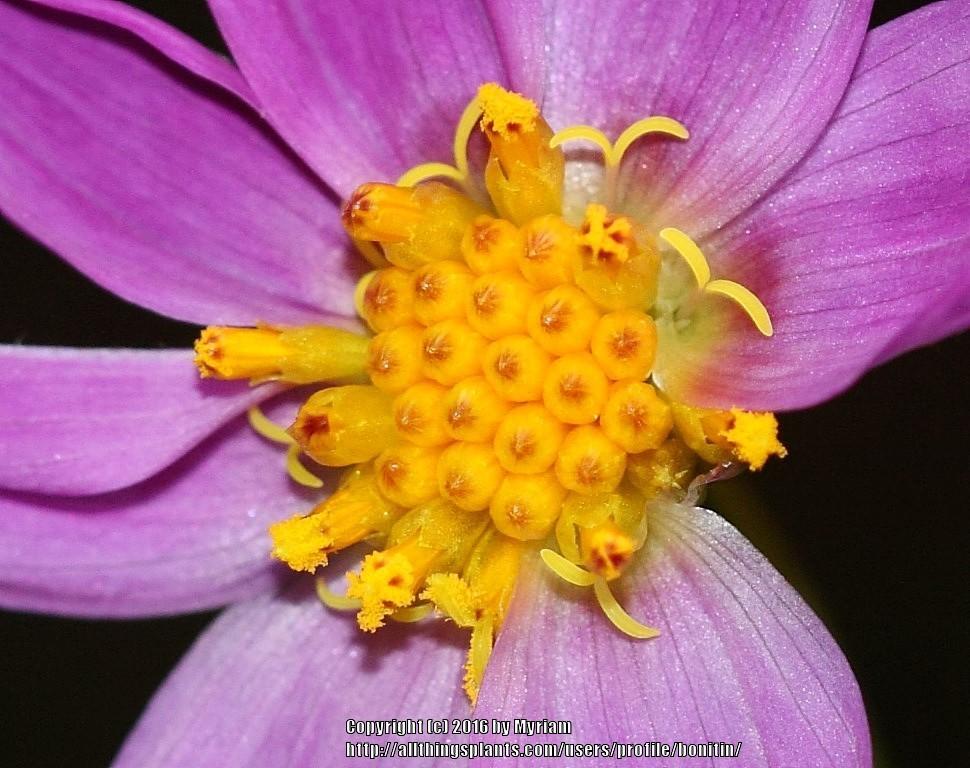 Photo of Dahlia (Dahlia australis) uploaded by bonitin