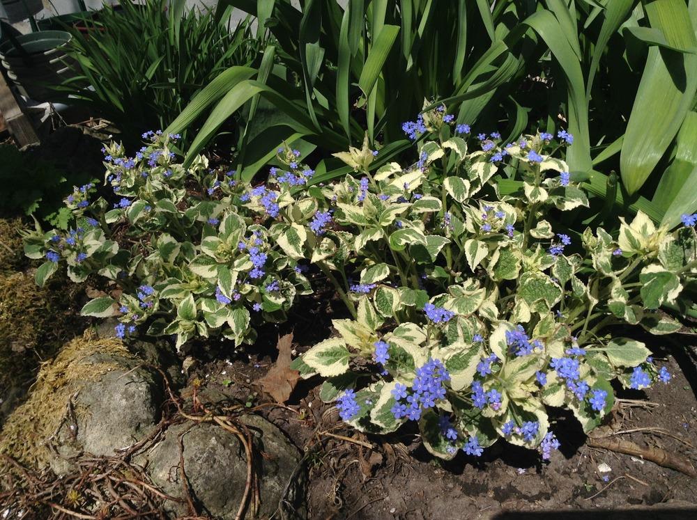 Photo of Variegated Siberian Bugloss (Brunnera macrophylla 'Hadspen Cream') uploaded by acer5050