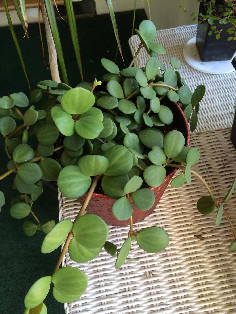 Photo of Peperomia 'Hope' uploaded by jvdubb