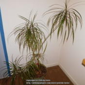 My Dracaena marginata growing indoors year round