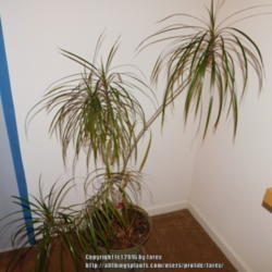 Location: Indoors - San Joaquing County, CA
Date: 2016-01-31 - Winter
My Dracaena marginata growing indoors year round