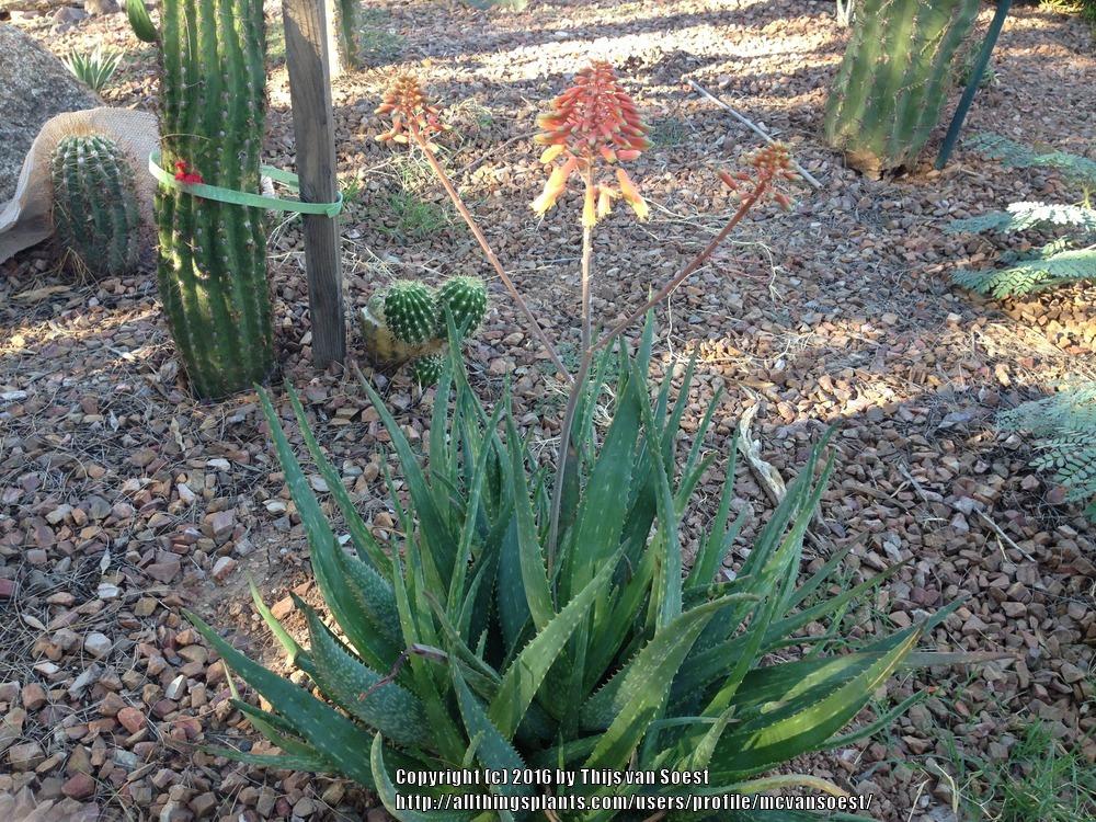 Photo of Aloe 'Rooikappie' uploaded by mcvansoest
