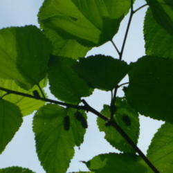 Location: Northeastern, Texas
Date: 2012-04-12
Looking up at fruit beginning to form