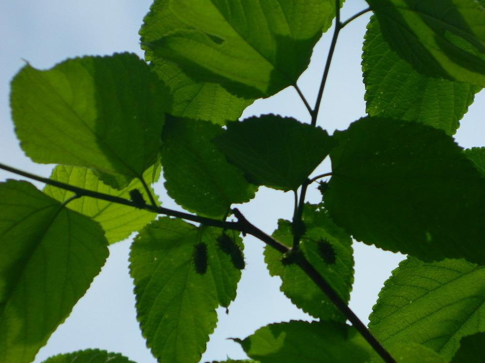 Photo of Red Mulberry (Morus rubra) uploaded by wildflowers