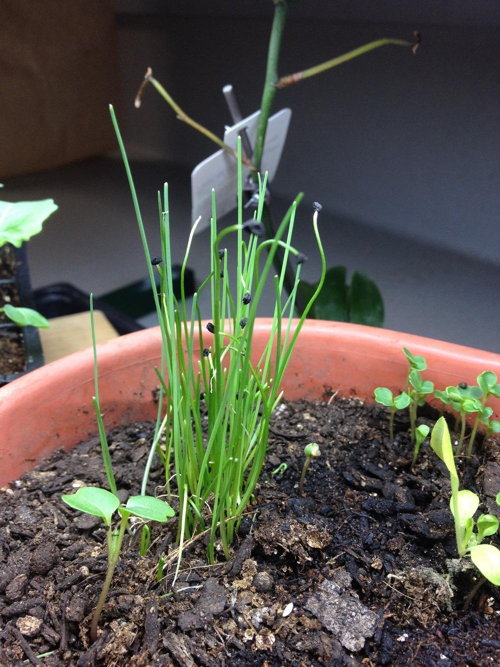 Leeks Plant Care and Collection of Varieties