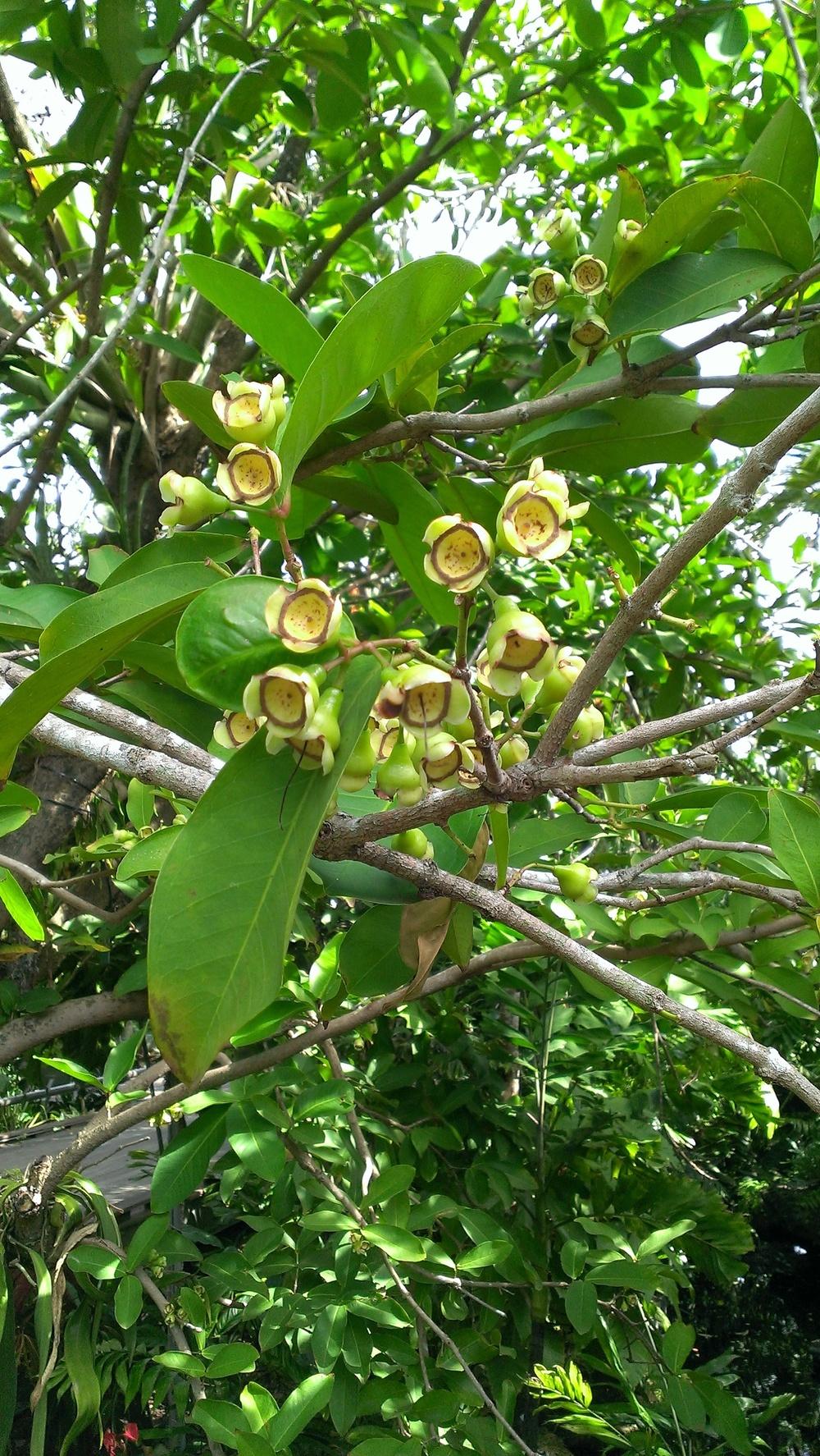 Photo of Java Apple (Syzygium samarangense) uploaded by Dutchlady1