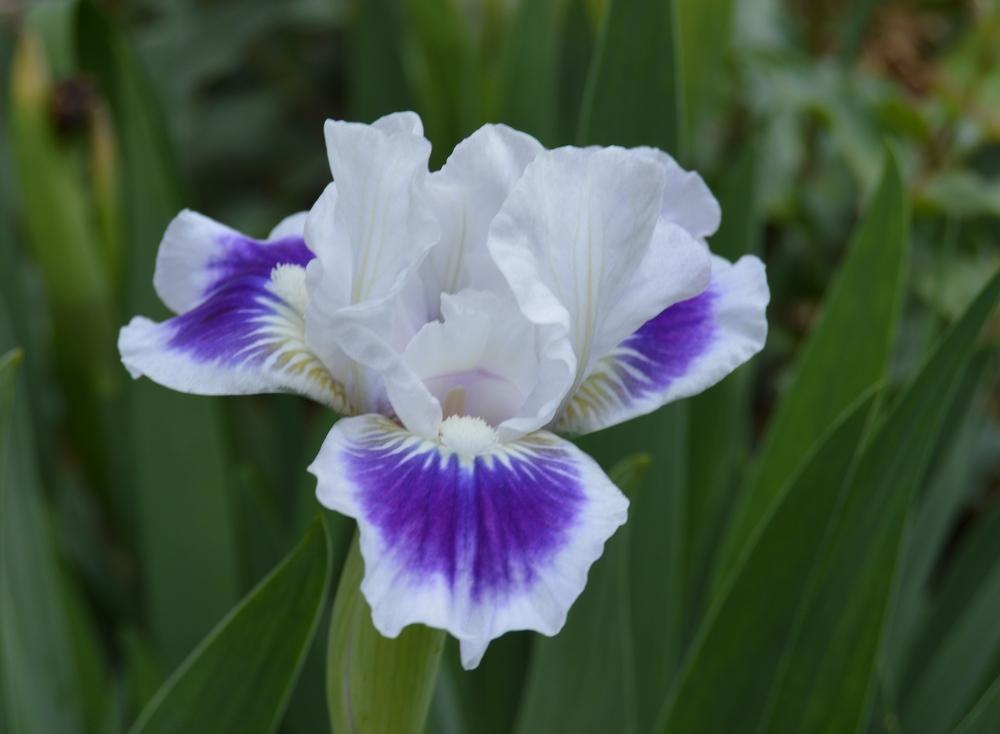 Photo of Standard Dwarf Bearded Iris (Iris 'Open Your Eyes') uploaded by KentPfeiffer