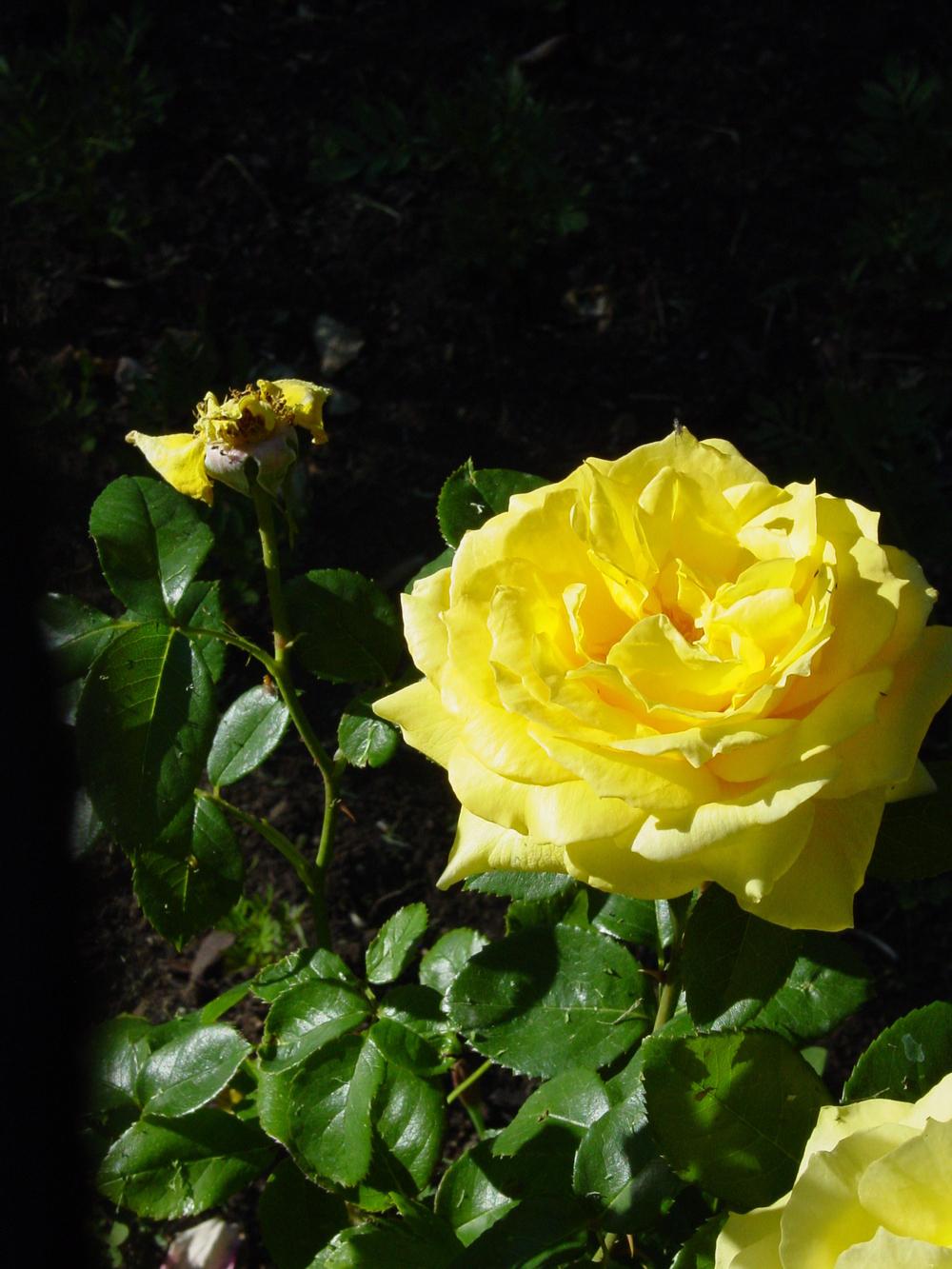 Photo of Rose (Rosa 'Sunblest') uploaded by hampartsum