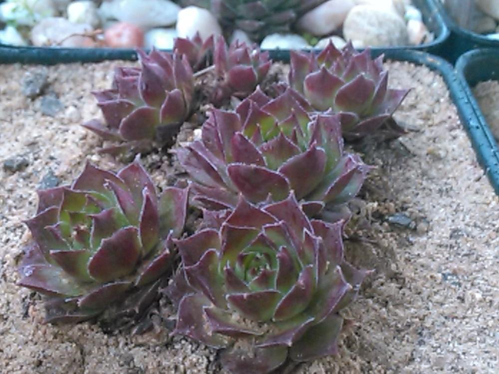 Photo of Hen and Chicks (Sempervivum 'Mulberry Wine') uploaded by jkbingh