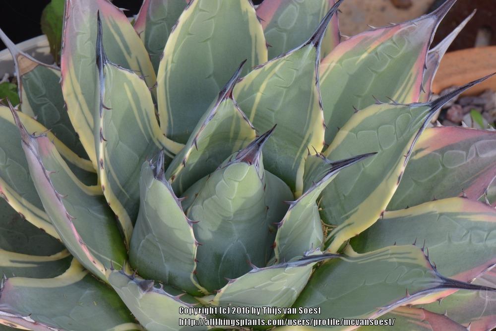 Photo of Agave (Agave applanata 'Cream Spike') uploaded by mcvansoest