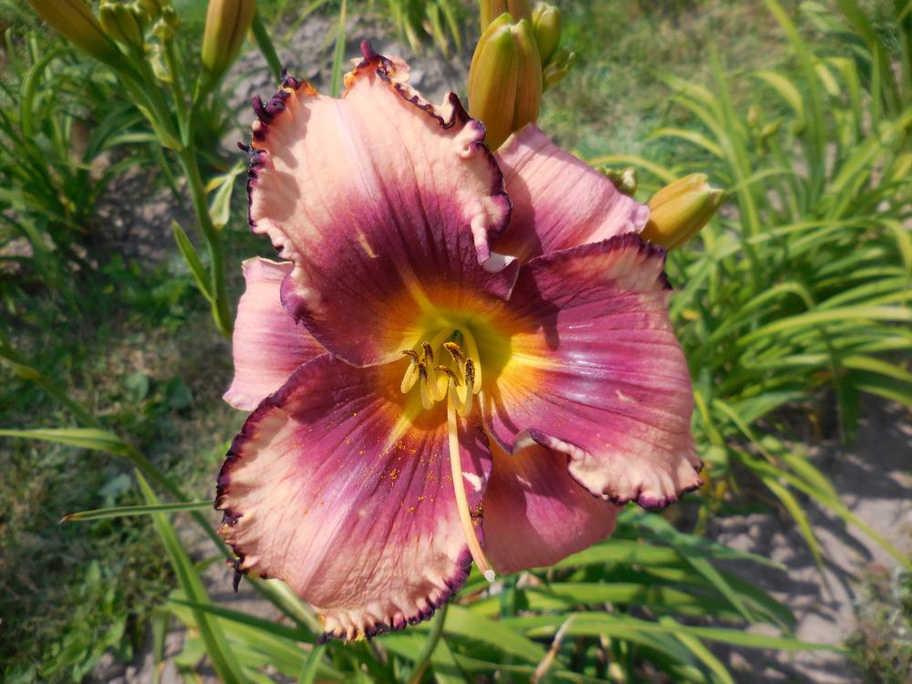 Photo of Daylily (Hemerocallis 'Kisses From Yeddey') uploaded by petalsnsepals