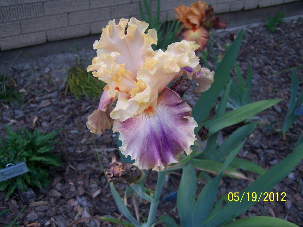 Photo of Tall Bearded Iris (Iris 'Act of Kindness') uploaded by petruske